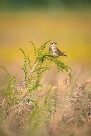 Meadow pipit in the thicket by Wouter Kuin