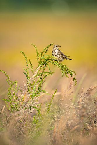 Meadow pipit in the thicket