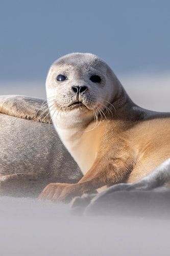 Le sceau d'alerte sur Demian Smit