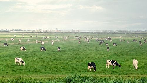 Koeien in mistige wei