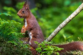 Squirrel by Merijn Loch