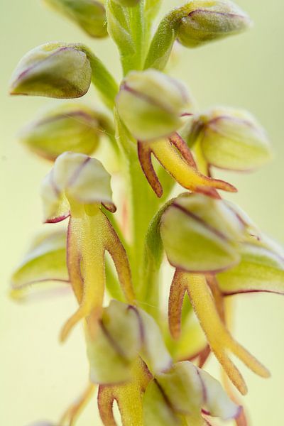 Poppenorchis - Orchis anthropophora von Mark Meijrink