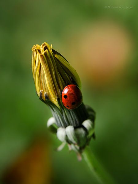 "De kleine boodschapper" van PhotoArt by Antoinnet