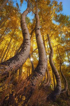 The dancing aspens V by Martin Podt