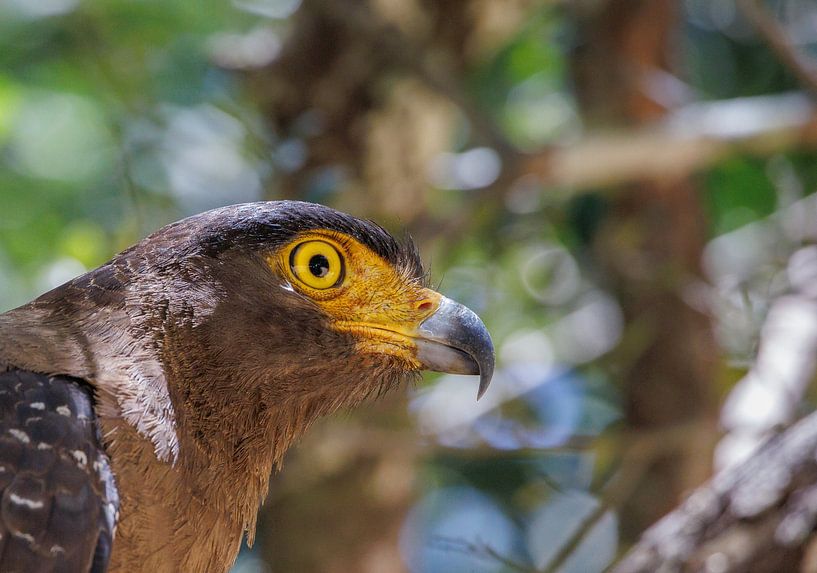 Sri Lanka; Insel der Wunder von Patrick Fotografeert