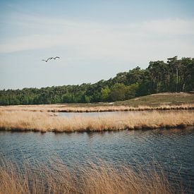 Hatertse and Overasselt Fens by Nancy van Verseveld