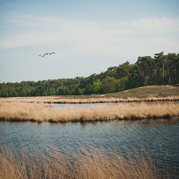 Hatertse und überschwemmte Niedermoore von Nancy van Verseveld