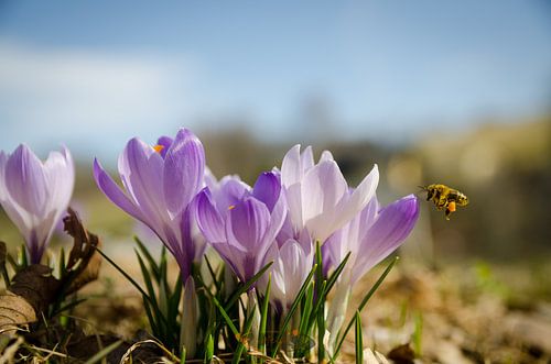 Les crocus à Drebach