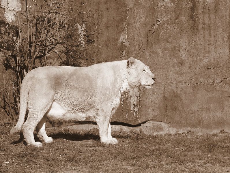 White lioness in sepia by Jose Lok