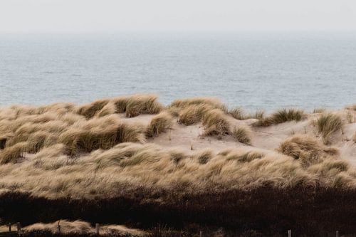 Les dunes du Westduinpark à Scheveningen