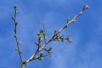 Lente