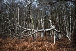 Gebrochener Baum