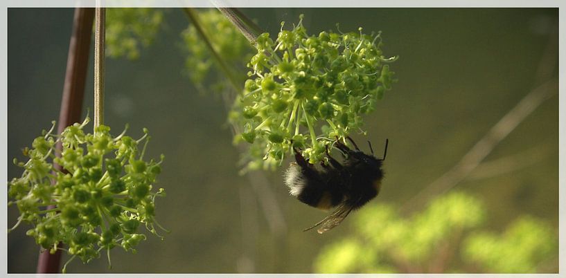 Eine Hummel im Garten (Breitwandfoto) von Norbert Sülzner