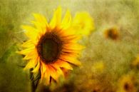 sunflowers von Claudia Moeckel Miniaturansicht