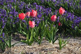 Tulpen und Hyazinthen nach Farbe von Elly Rutten