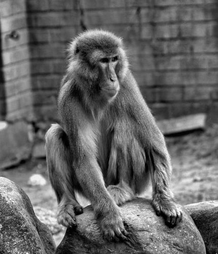 Japanse Makaak