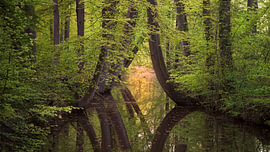 The gnarled trees in Twickel in spring, with their fresh green leaves by Marga Vroom