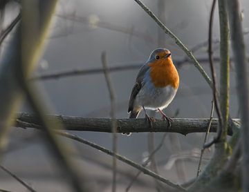Robin in the spring sun by Jean's Photography