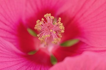 Hibiscus van Kim Hiddink