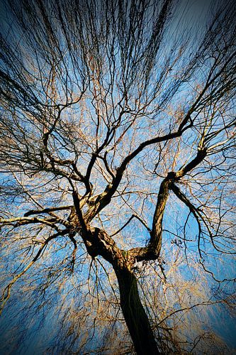The Magicians Tree