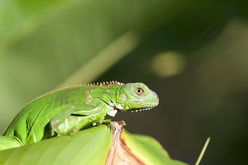 The Green Leguana