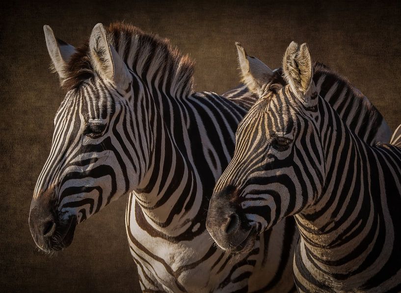 Zebra: Portrait 2 Zebras in braun von Marjolein van Middelkoop
