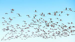Flamingo's