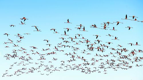 Flamingo's