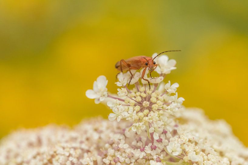 Weekly weevil by Moetwil en van Dijk - Fotografie