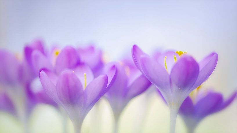 Les crocus vous rendent heureux par Francis Dost
