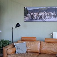 Kundenfoto: Rentiere in Schweden von Marcel Kerdijk, als art frame