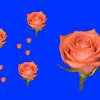 Salmon-coloured roses on a blue background by whmpictures .com