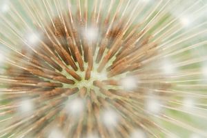 Paardenbloemzaden close-up