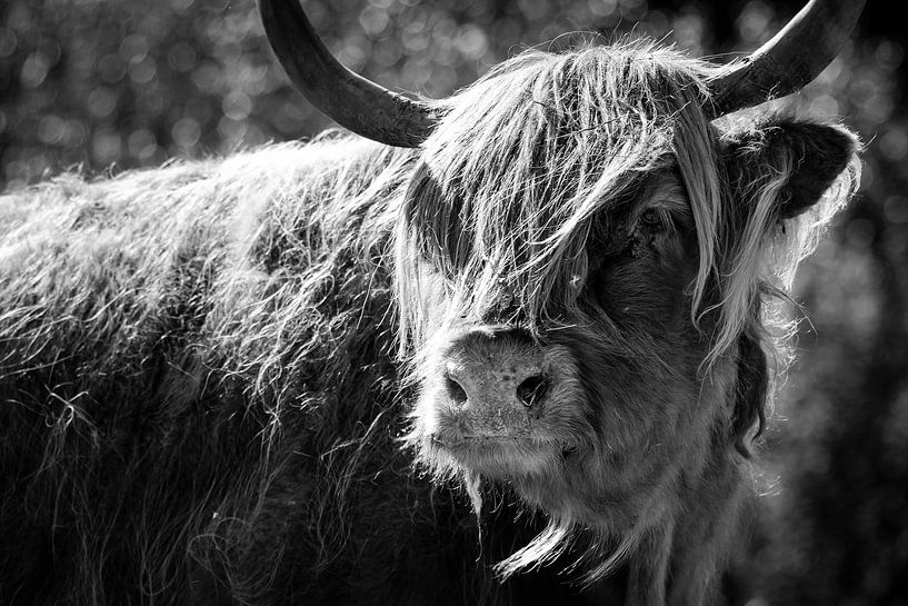 Schottischer highlander in Schwarz-Weiß von KC Photography