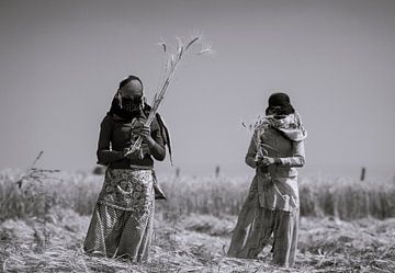 Female workers in Rajasthan harvest the crops under a hot blood sun by Koen Hoekemeijer