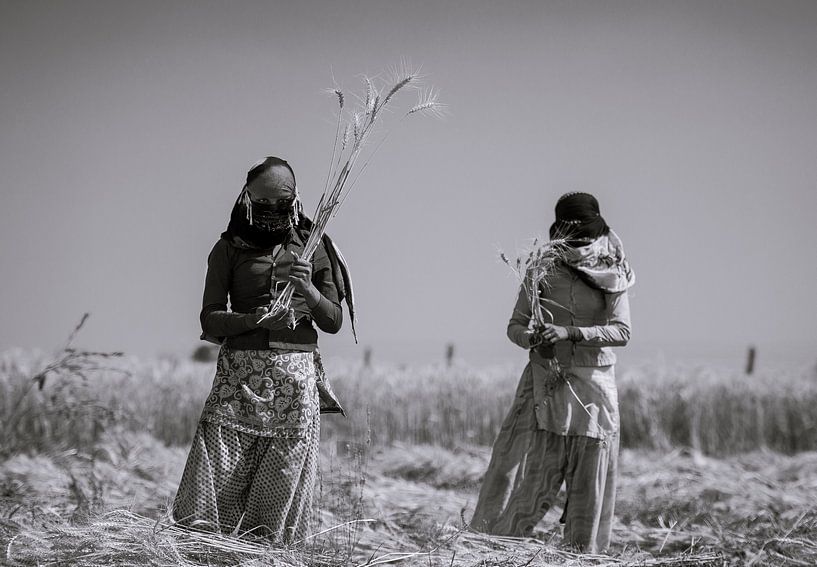 Weibliche Arbeiterinnen in Rajasthan ernten die Pflanzen unter einer heißen Blutsonne. von Koen Hoekemeijer