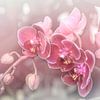 Dreamy Pink Orchids.Pastell von Alie Ekkelenkamp