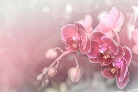 Dreamy Pink Orchids.Pastell von Alie Ekkelenkamp