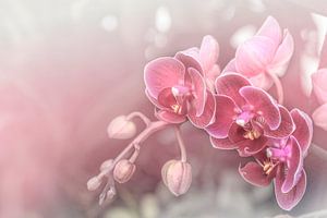 Dreamy Pink Orchids.Pastell