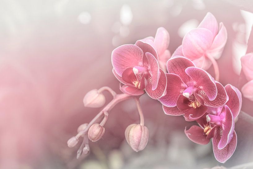 Dromerige Roze Orchideeën. Pastel. van Alie Ekkelenkamp