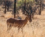 Impala in Etosha National Park in Namibia, Africa by Patrick Groß thumbnail