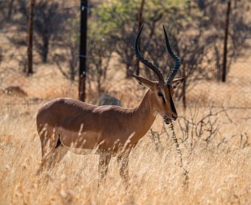 Impala's in het Etosha National Park in Namibië, Afrika van Patrick Groß