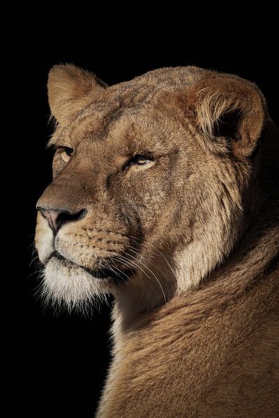 Löwen: Löwin Porträt von Marjolein van Middelkoop