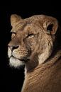 Leeuwen: leeuwin portret van Marjolein van Middelkoop thumbnail