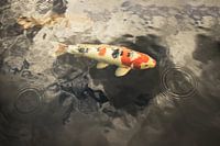 Koi Carp, symbol of luck and prosperity