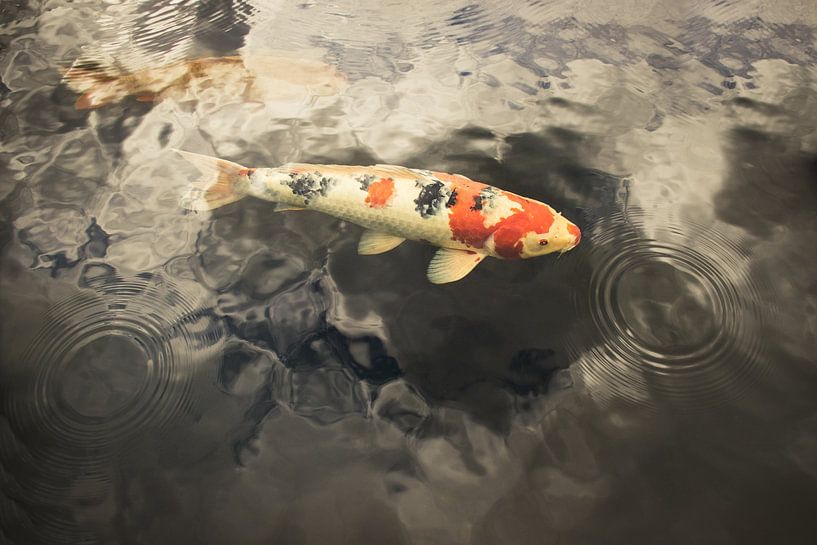 Koi Carp, symbol of luck and prosperity by Dotwood