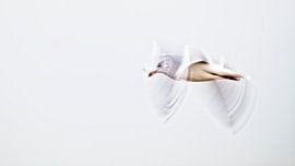 Freedom of a seagull by Ronald Mallant