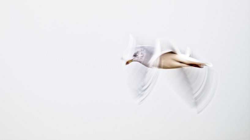 Die Freiheit einer Möwe von Ronald Mallant