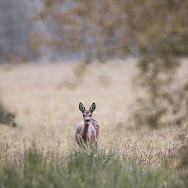 Romantische Ree van YvePhotography