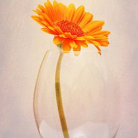 Gerbera Stillleben von Markus Wegner